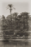 Nile #4